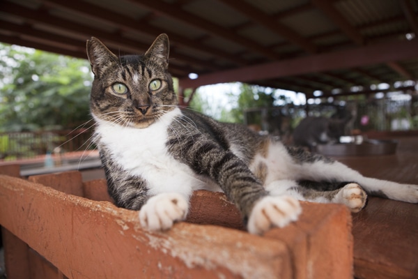 Island Cats | Hawaii Cats | Lanai Animal Rescue Center 11