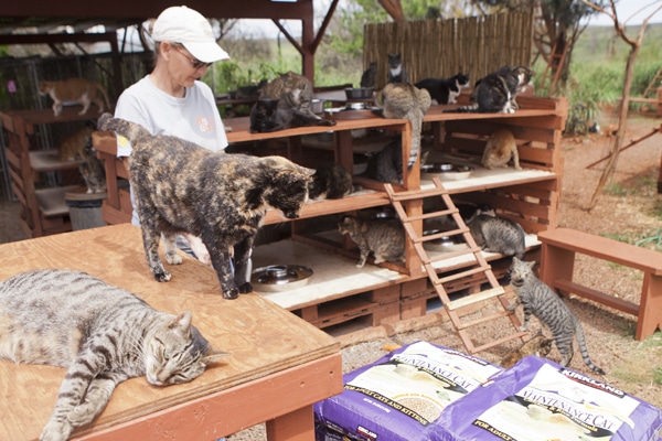Island Cats | Hawaii Cats | Lanai Animal Rescue Center 12