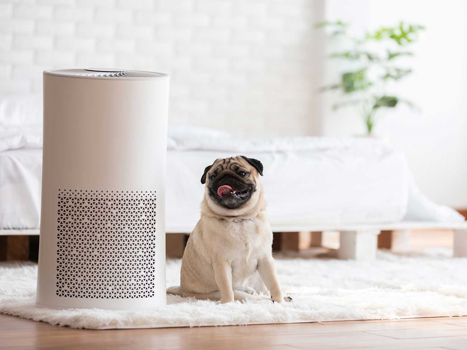 Adorable pug sitting beside an air purifier