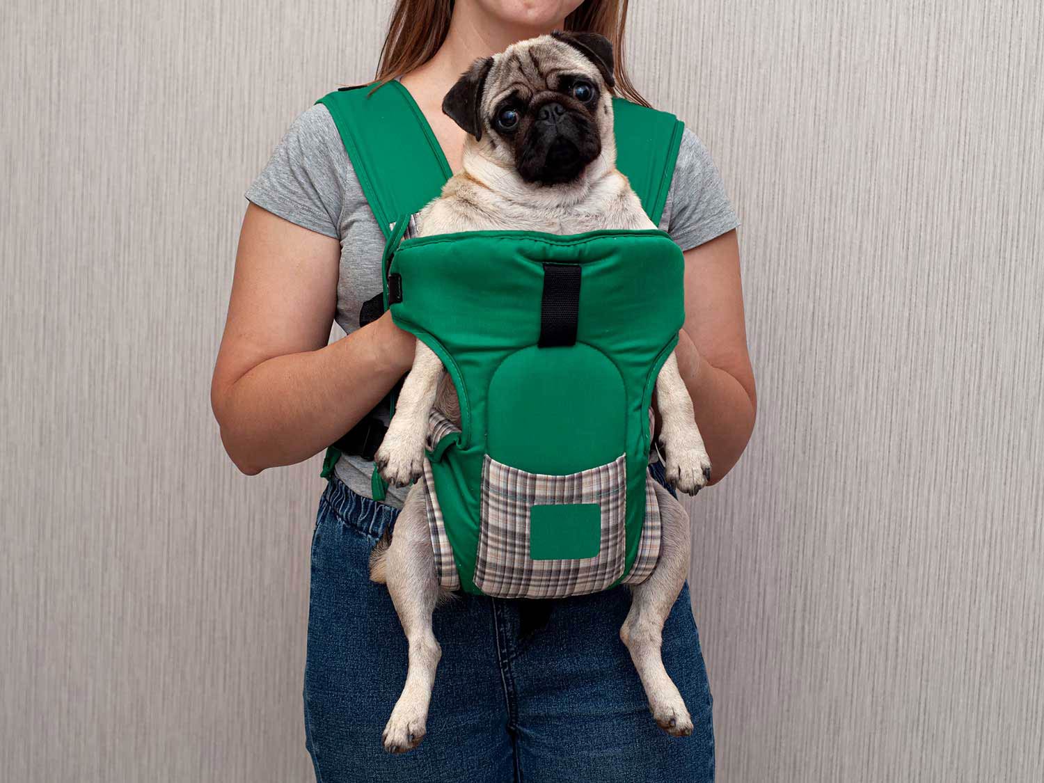 Adorable pug in a carrier sling