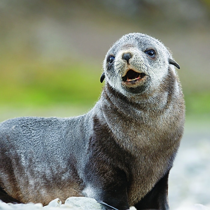 Seal