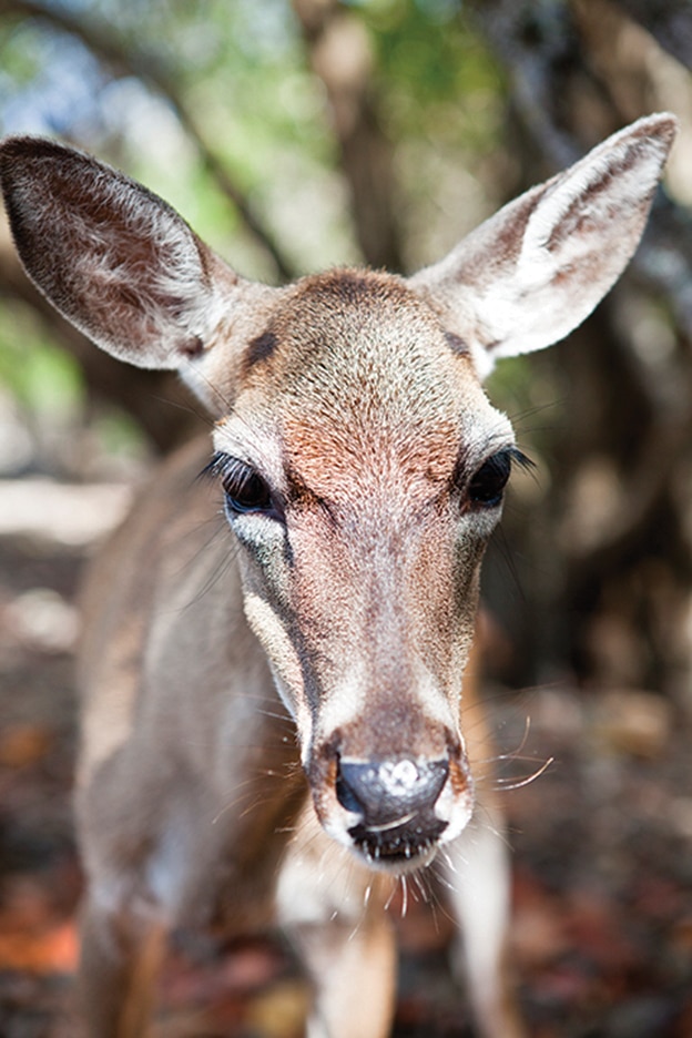 Best Florida Keys Road Trip | National Key Deer Refuge | Big Pine Key