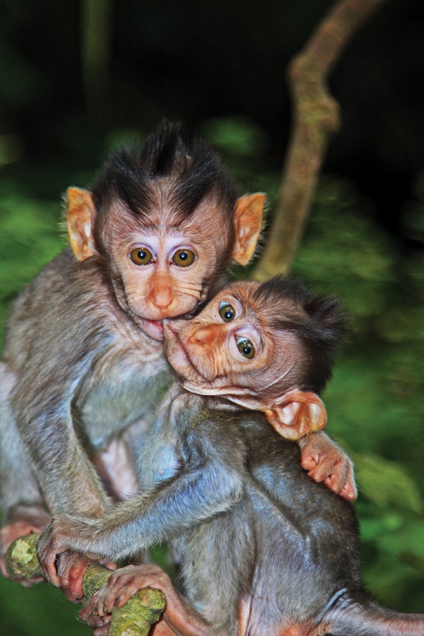 2010 HM honorable mention islands photo contest winner bali