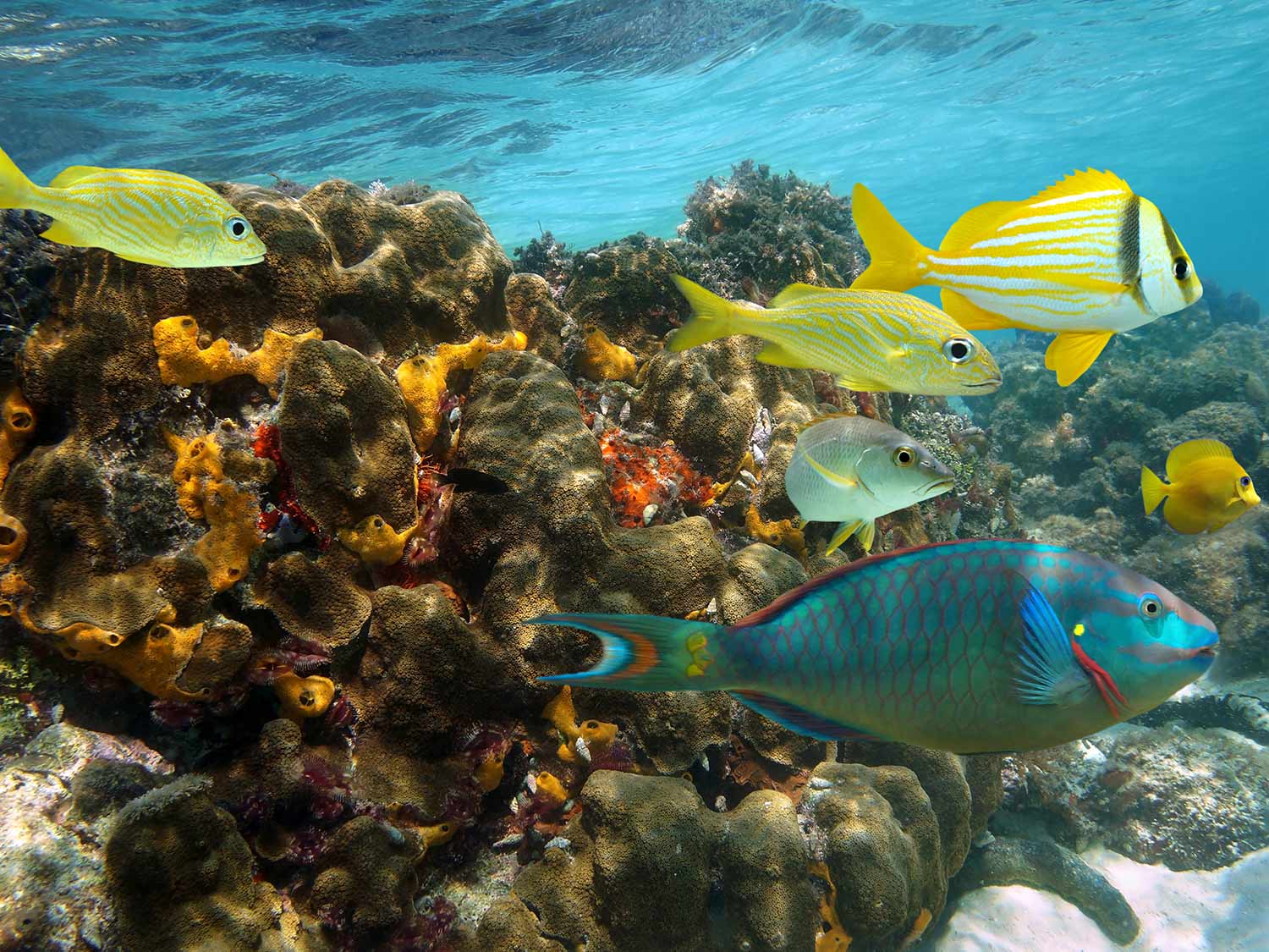 Snorkeling in Jamaica