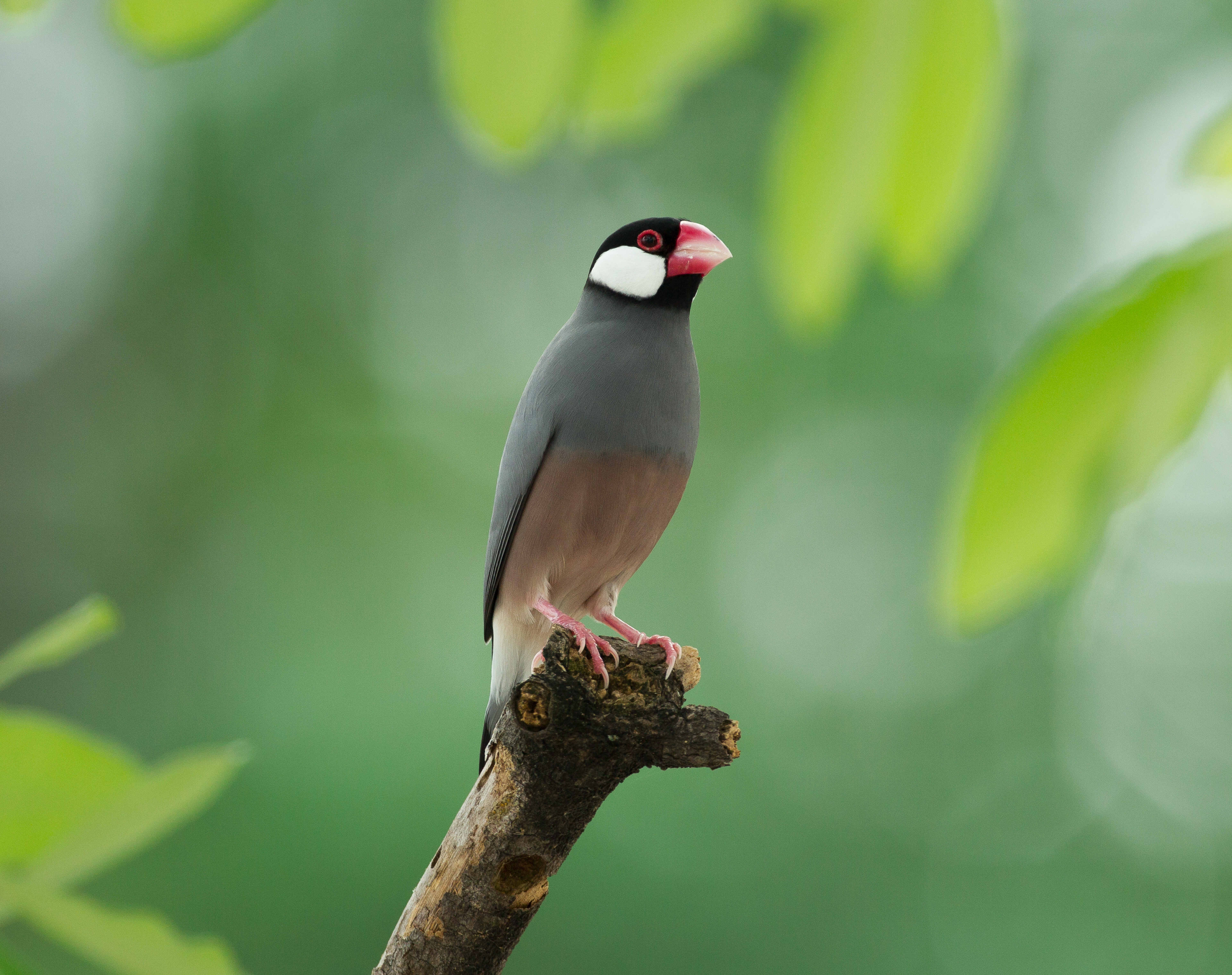 how to explore hawaii like a local | big island insider travel guide | java sparrows
