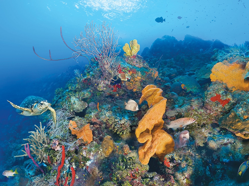 Cayman diving