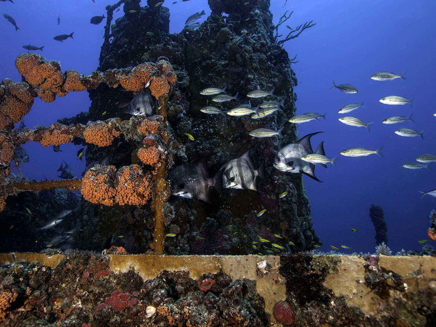 Atlantic spadefish