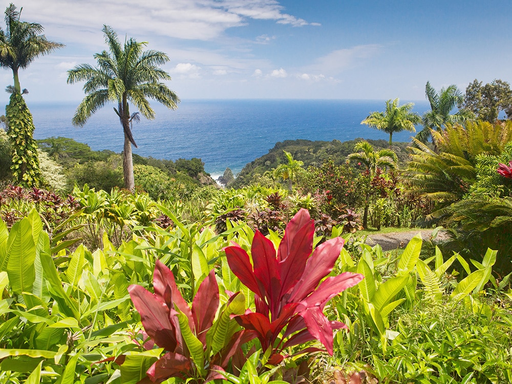 Jurassic Park Fliming Locations: Garden of Eden, Maui