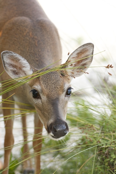 Florida Keys Road Trip | Things to Do in the Keys | Road Trip | Key Deer