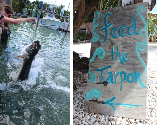 Florida Keys Road Trip | Things to Do in the Keys | Road Trip | Tarpon