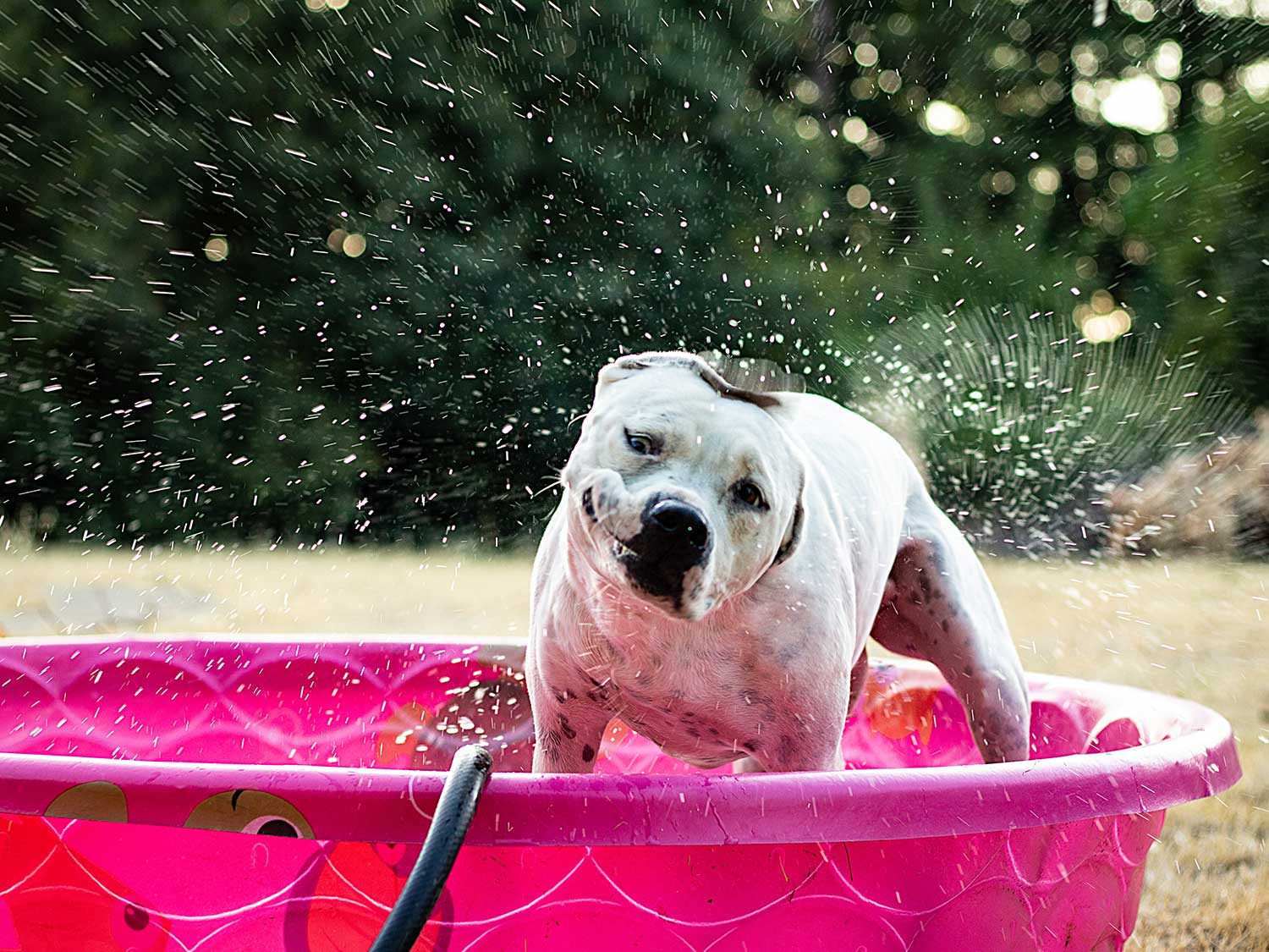 Dog playing in kiddy pool with hose.