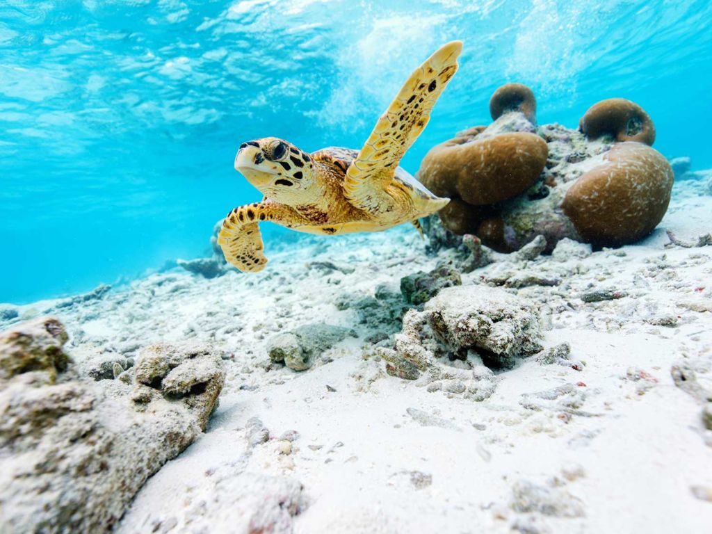 A sea turtle swims underwater near the ocean bed.