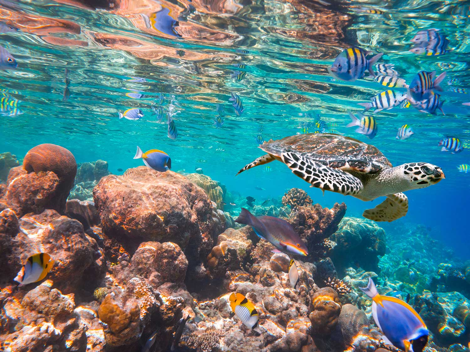 A sea turtle and several exotic fish swim near a coral outcropping.