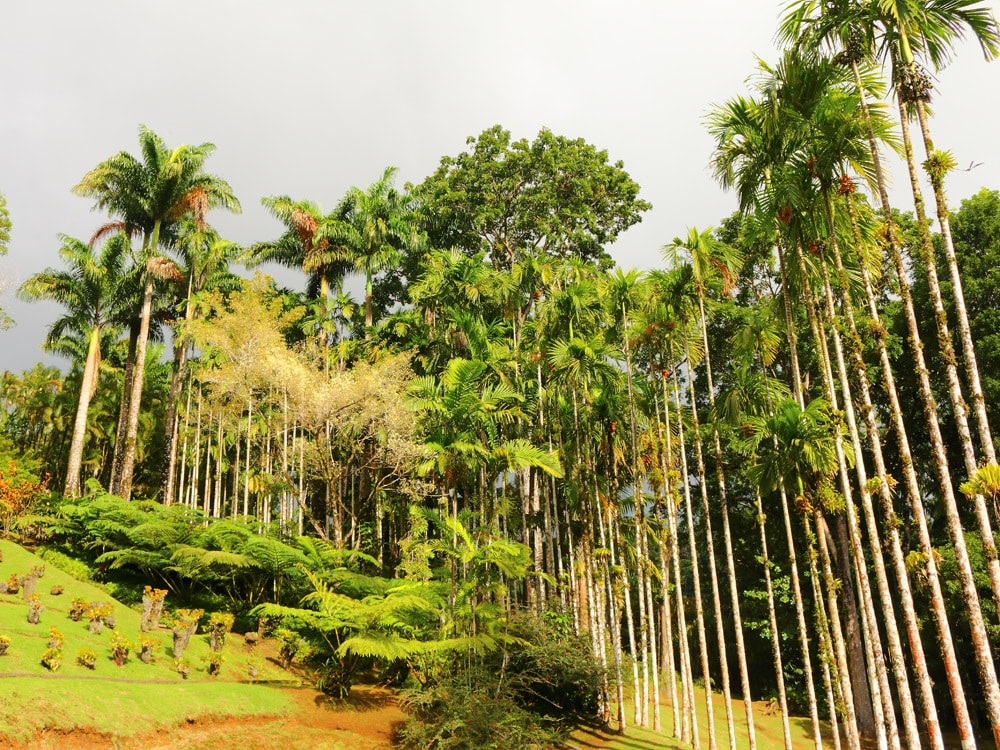 Jardin de Balata