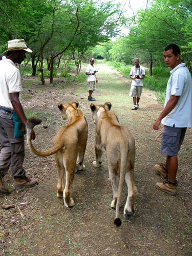 mauritius-2-lion-walk-at-casela-nature-park.jpg