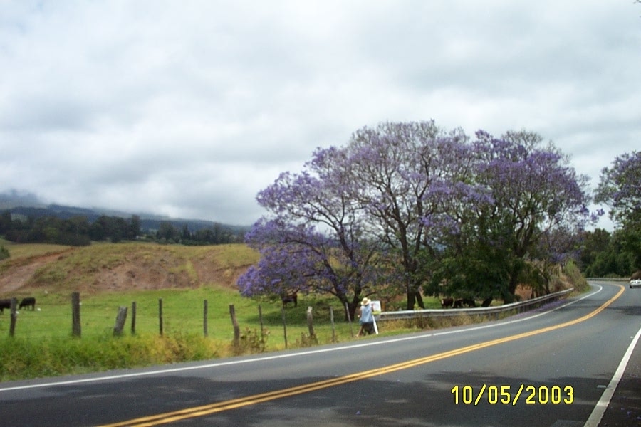 Upcountry Maui