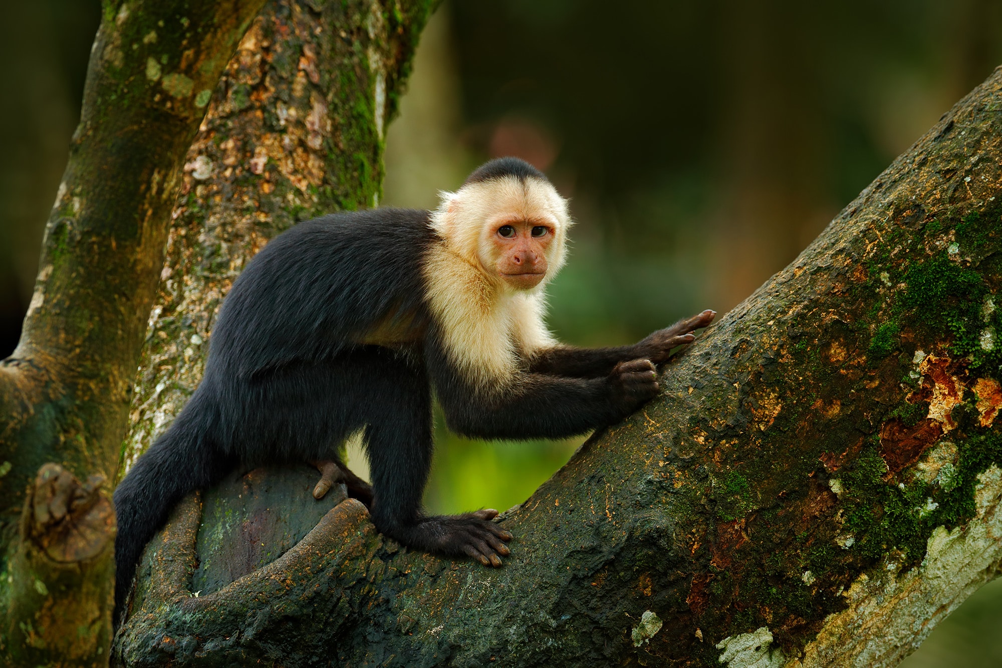 Move to Costa Rica | Living in Costa Rica | White-headed capuchin monkey