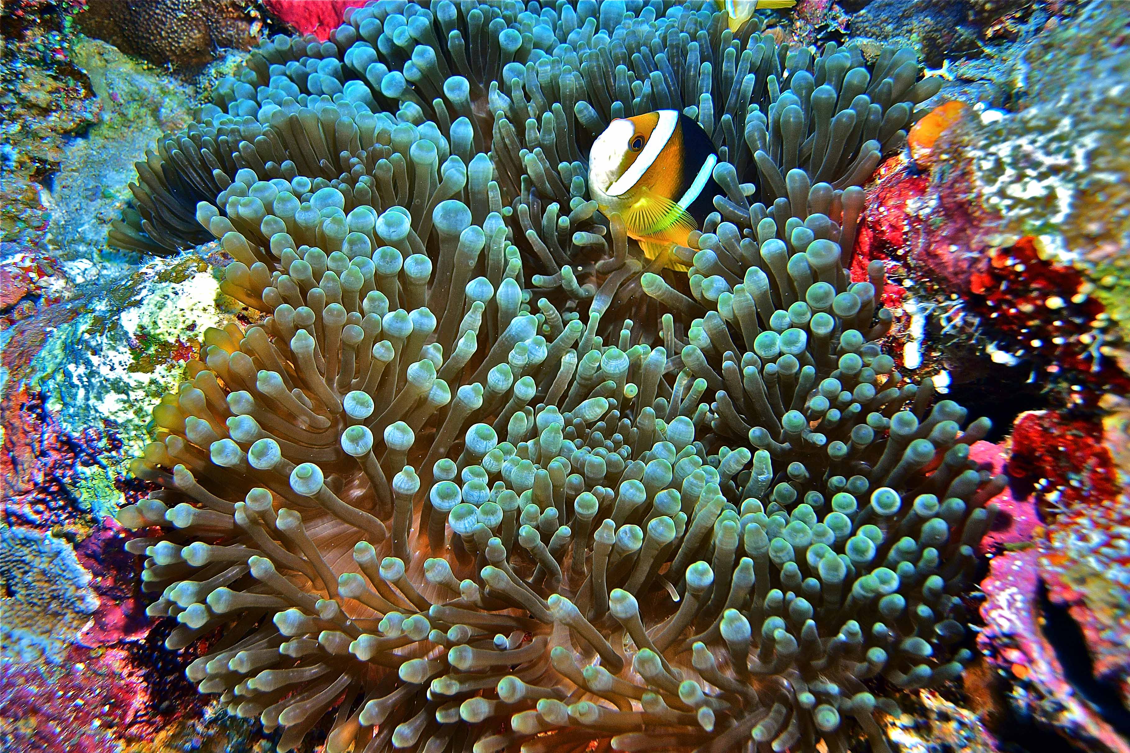 Rowley Shoals: Australia's Best Kept Secret | Broome | Barrier Reef | Fish
