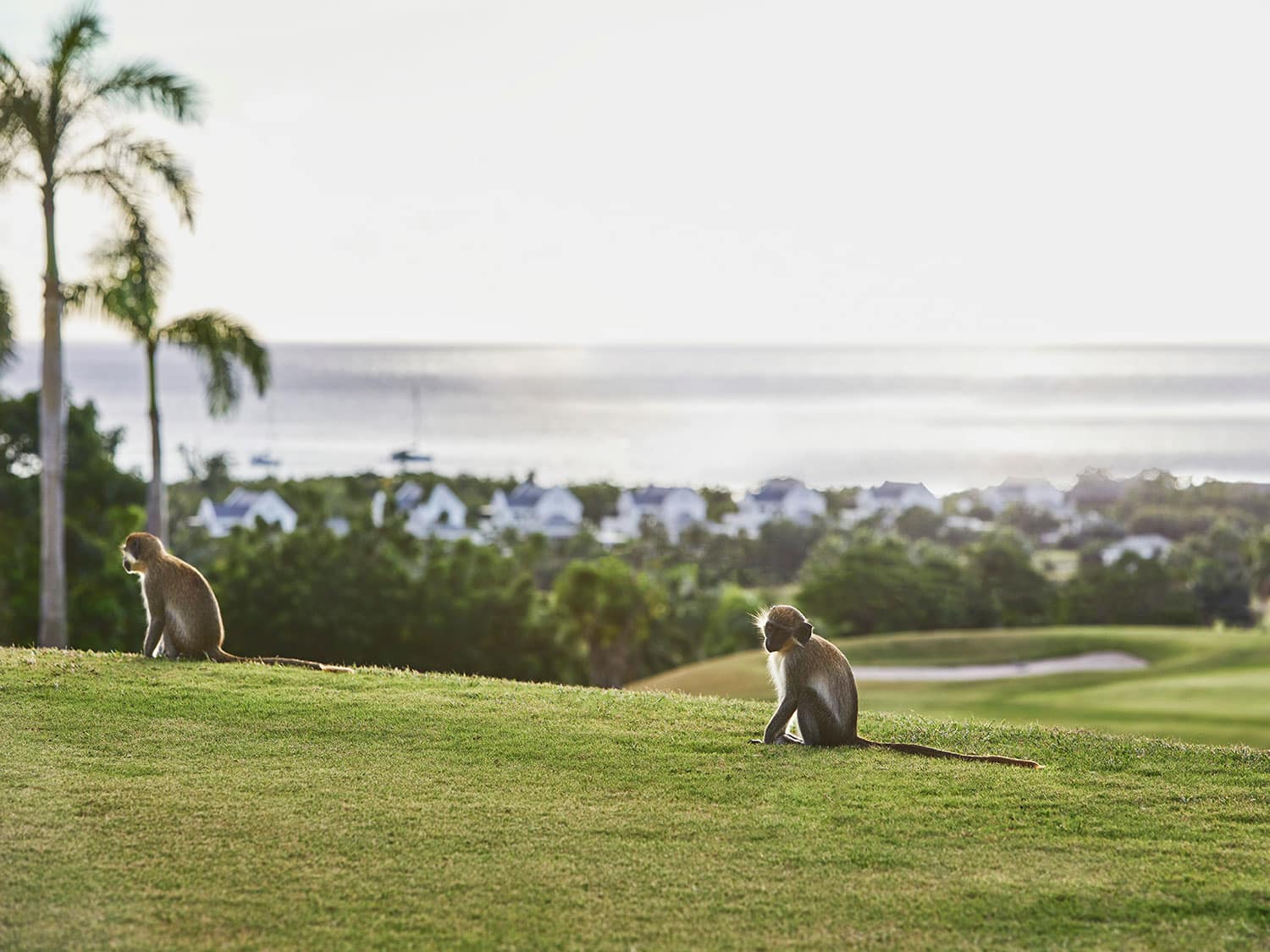 A view of the Nevis Four Seasons golf course with two monkeys playing on the green.