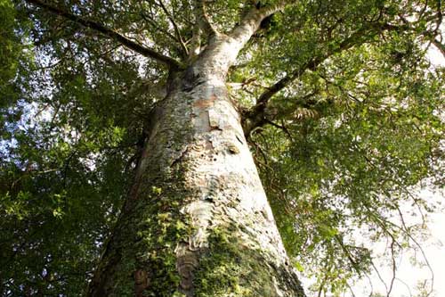 new-zealand-kauri-tree.jpg