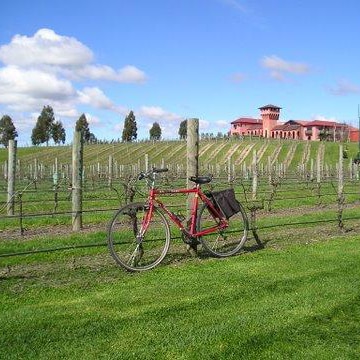 Marlborough's Wine Region