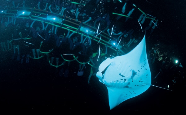 30 night dive with manta rays big island hawaii