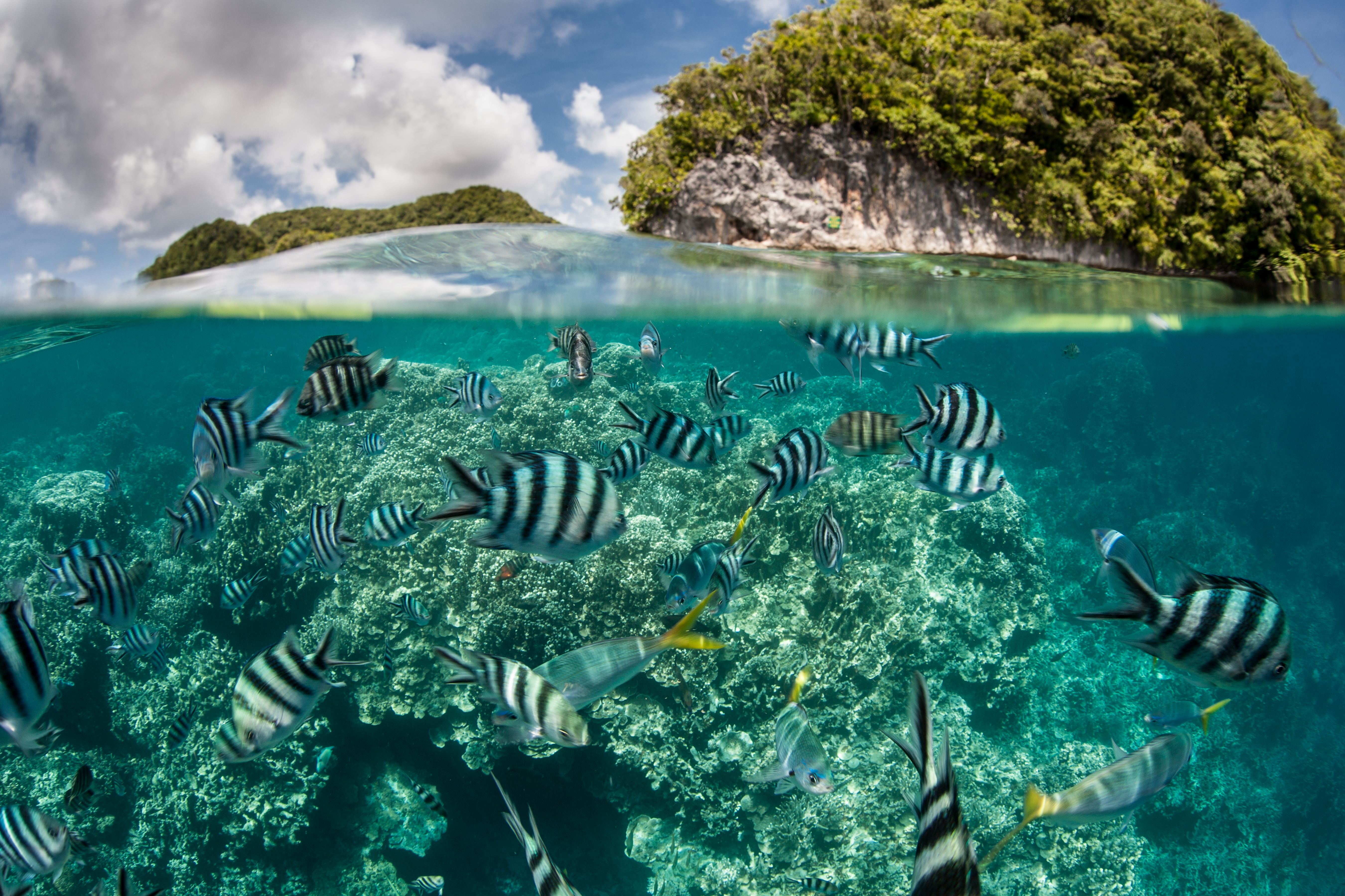 dive-palau