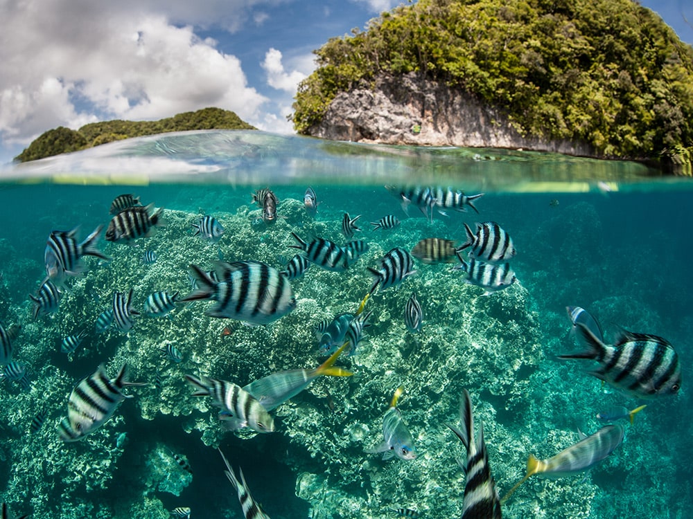 Palau Travel Itinerary: Snorkeling and diving