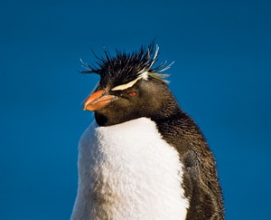 penguins.jpg