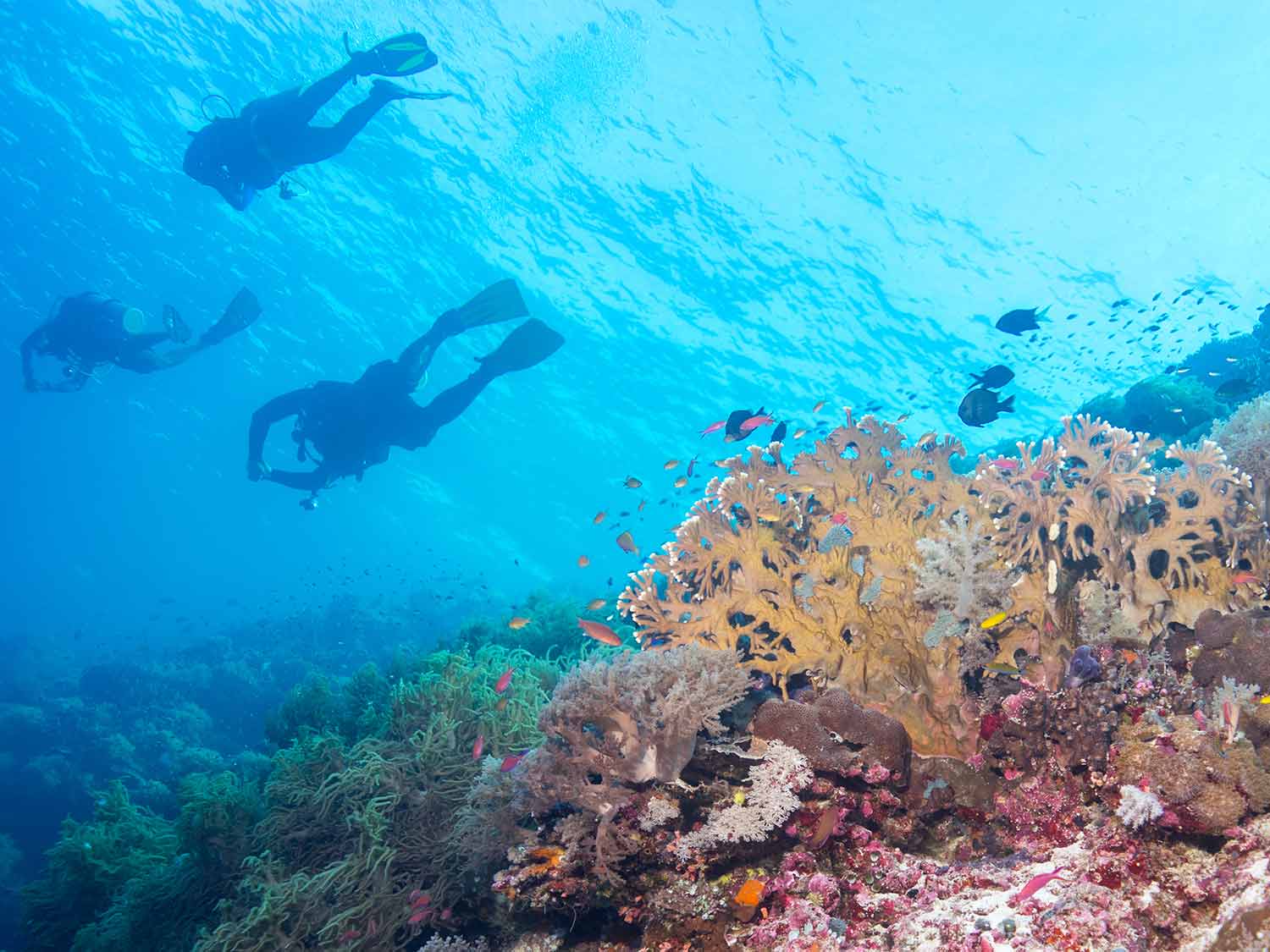 Tubbataha Reefs National Park