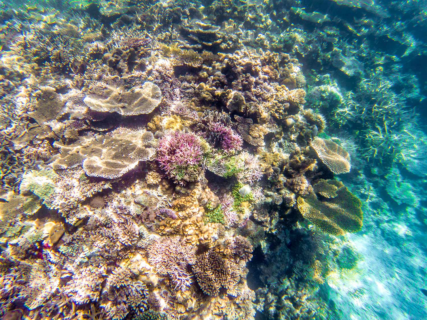 El Nido coral reef