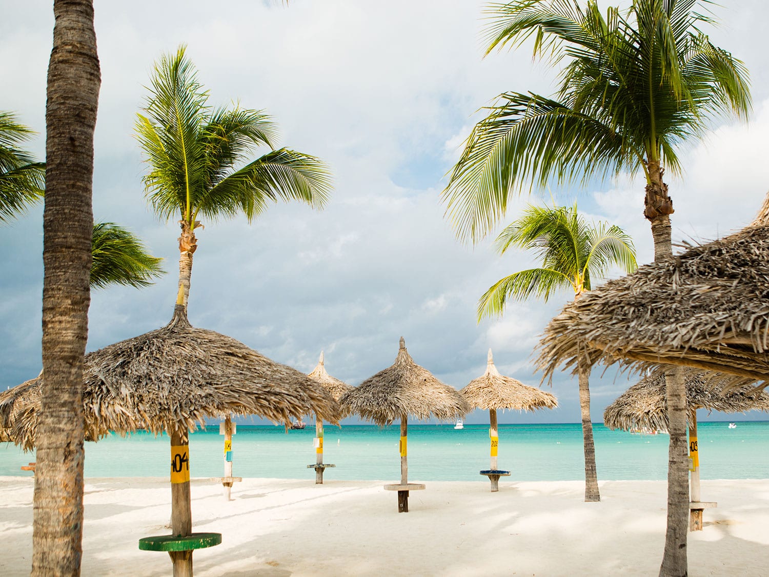 Umbrella palms on the shores of a beach.