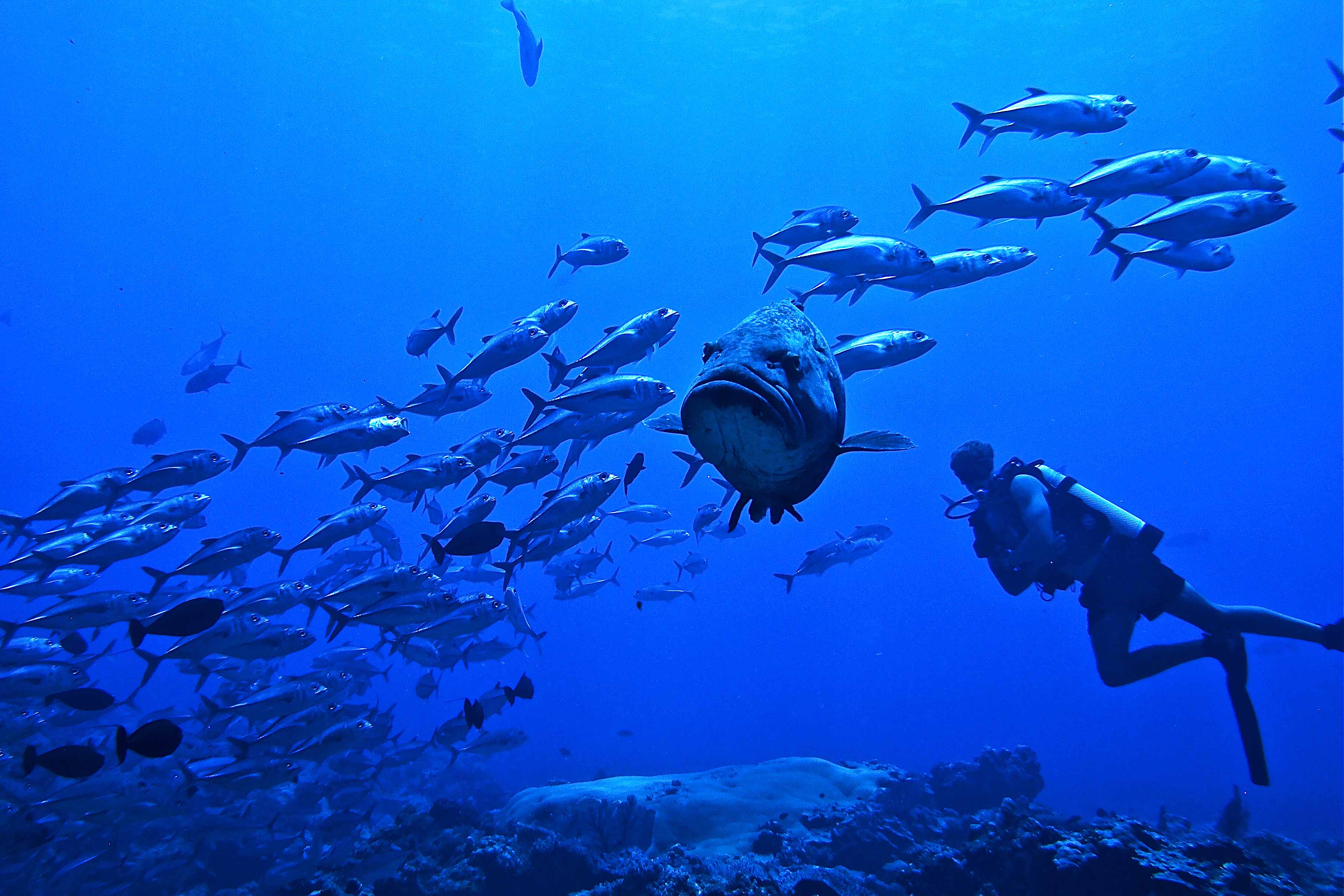 Rowley Shoals: Australia's Best Kept Secret | Broome | Barrier Reef | Fish