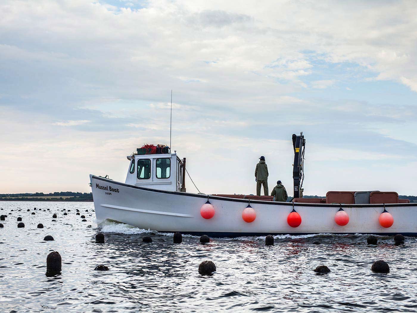 Mussel harvesting off the shores of Prince Edward Island