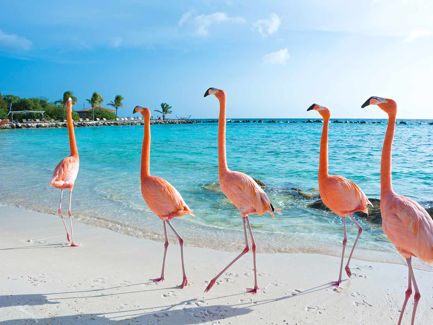 Flamingos of Renaissance Private Island Beach