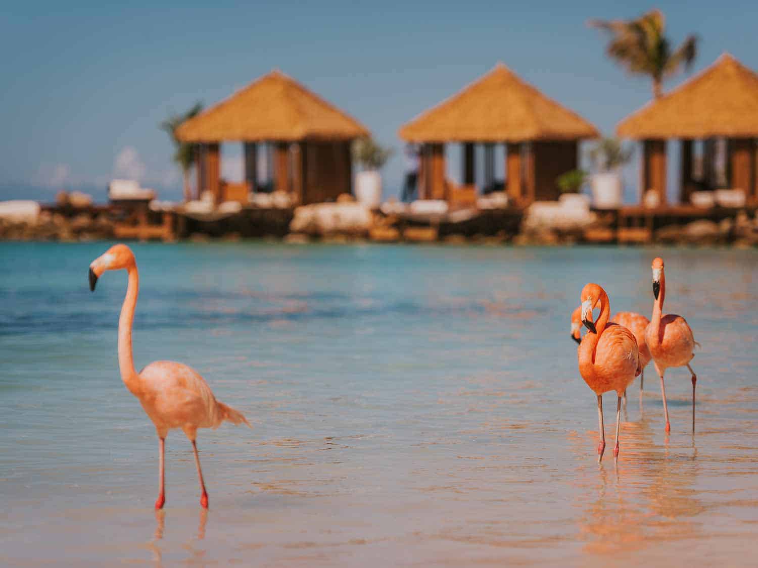 Aruba’s famous flamingos