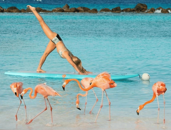 https://www.islands.com/wp-content/uploads/2021/09/renaruba_-_flamingo_pic_3.png