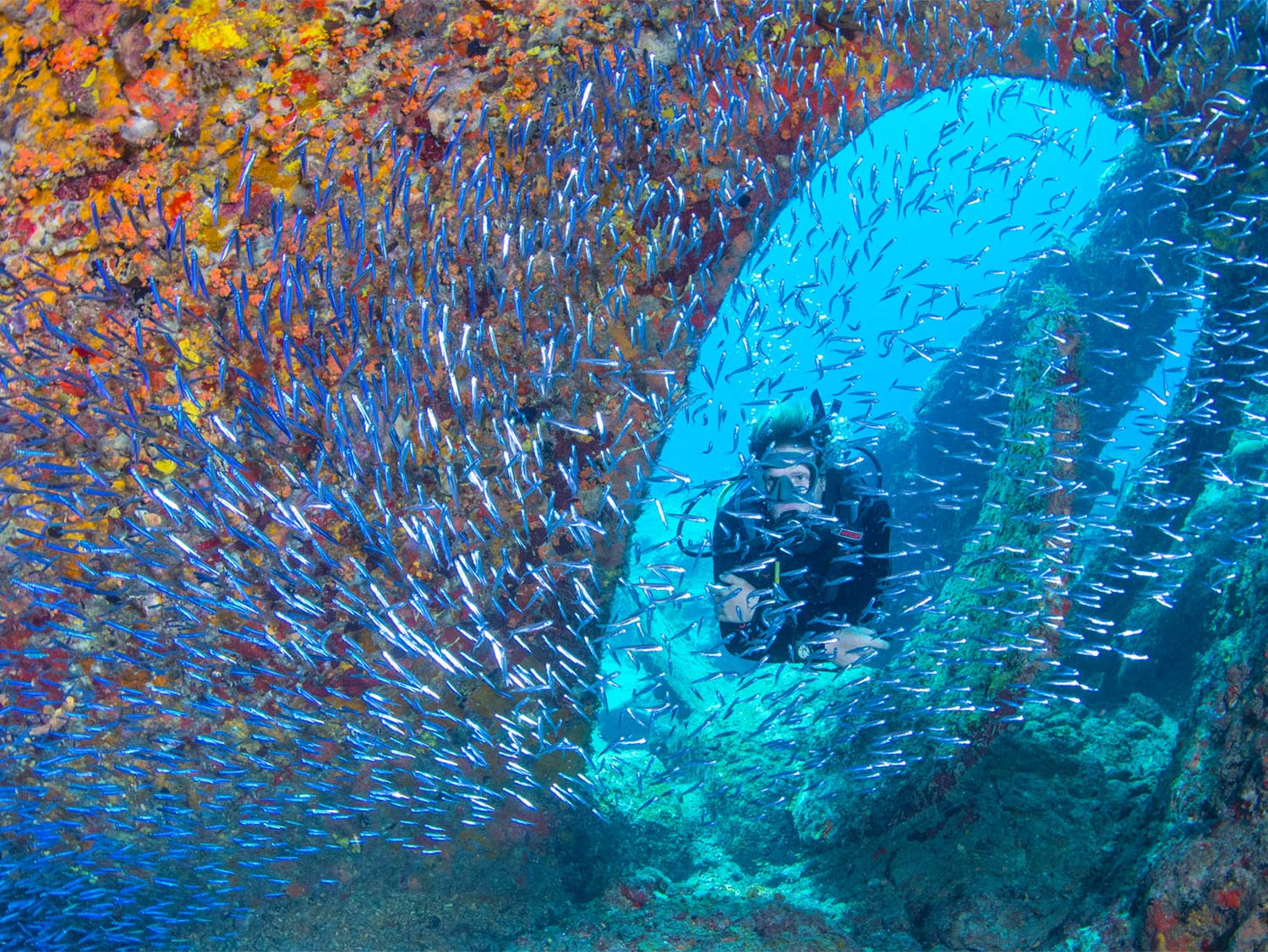 A person scuba-diving through a school of fish in a shipwreck.