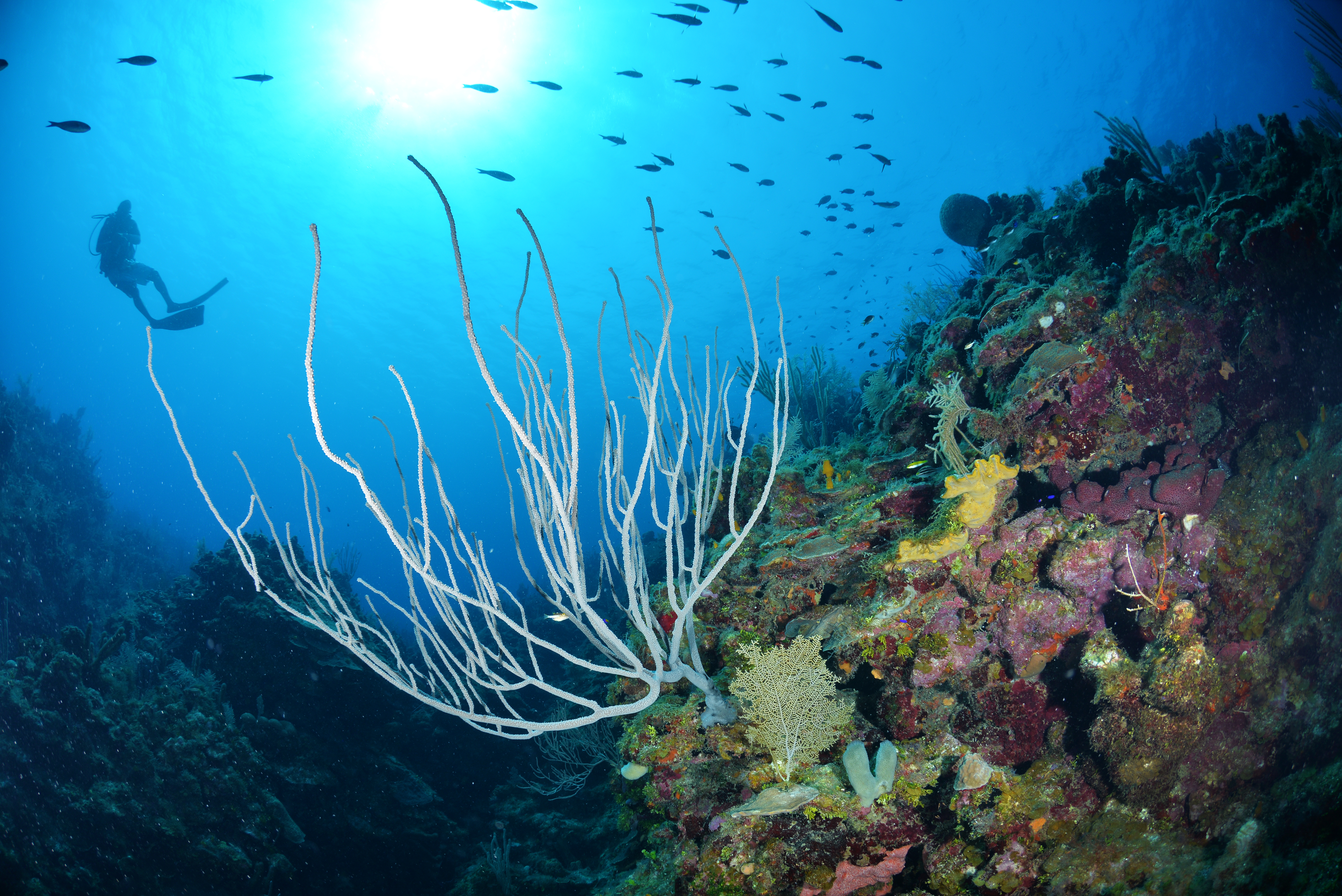 dive-roatan