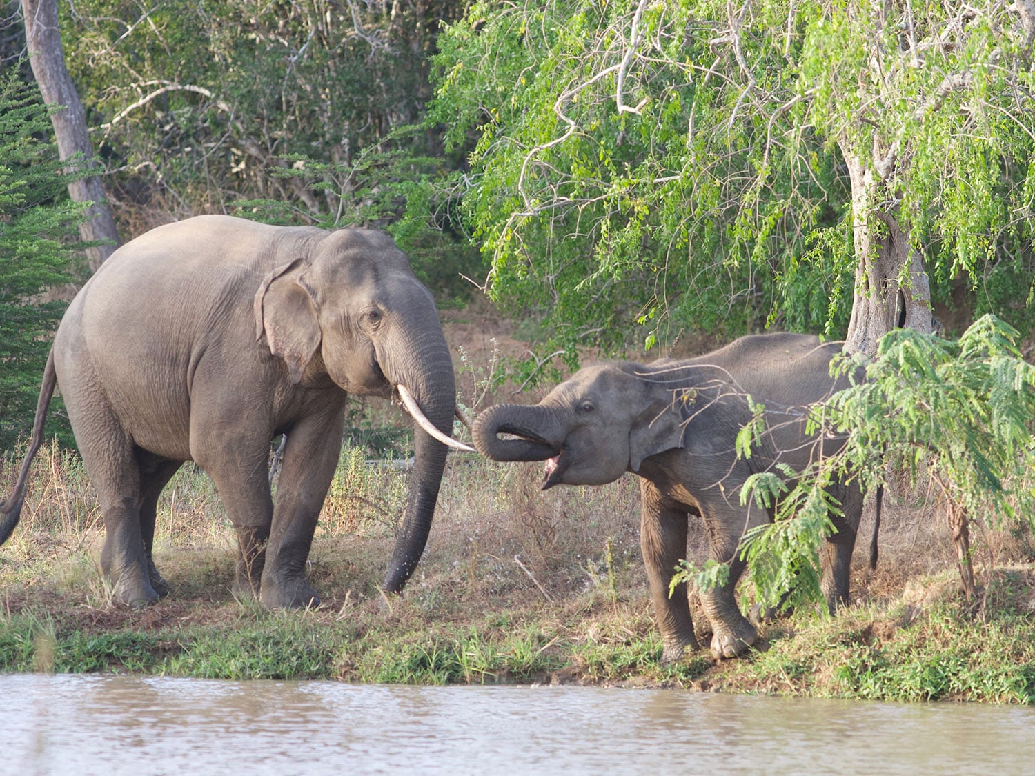 Elephants by the river at Sri Lanka's Minneriya National Park