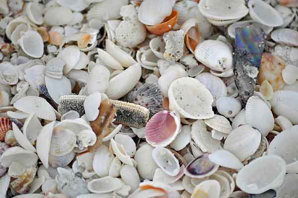 sanibel-shells-heather-renee.jpg