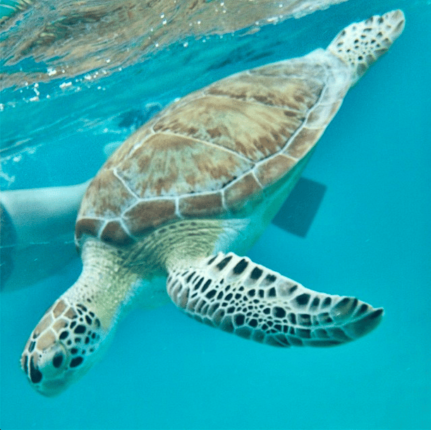 15 Reasons to Vacation at Caneel Bay in the USVI | US Virgin Islands Resort | Snorkeling