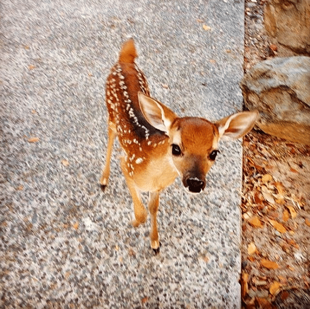 15 Reasons to Vacation at Caneel Bay in the USVI | US Virgin Islands Resort | Deer