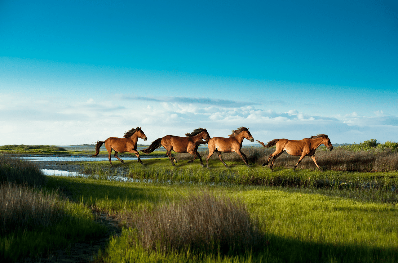 Best Islands to Live On Close to Home | Emerald Isle, North Carolina | Move to Outer Banks | Wild Life