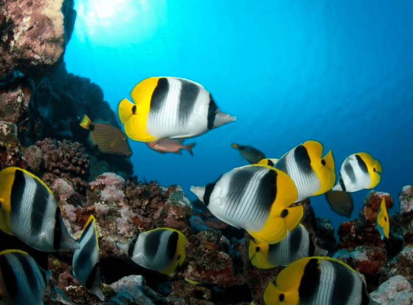 diving in eleuthera