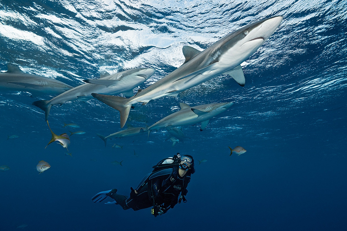 Scuba diver swimming with sharks.