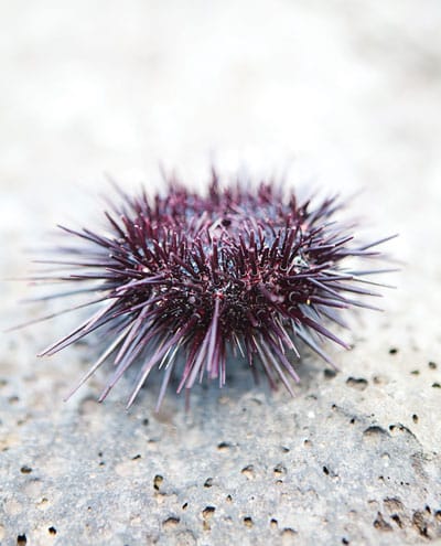 sea-urchin.jpg