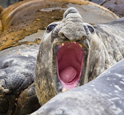 Sea Lion Island