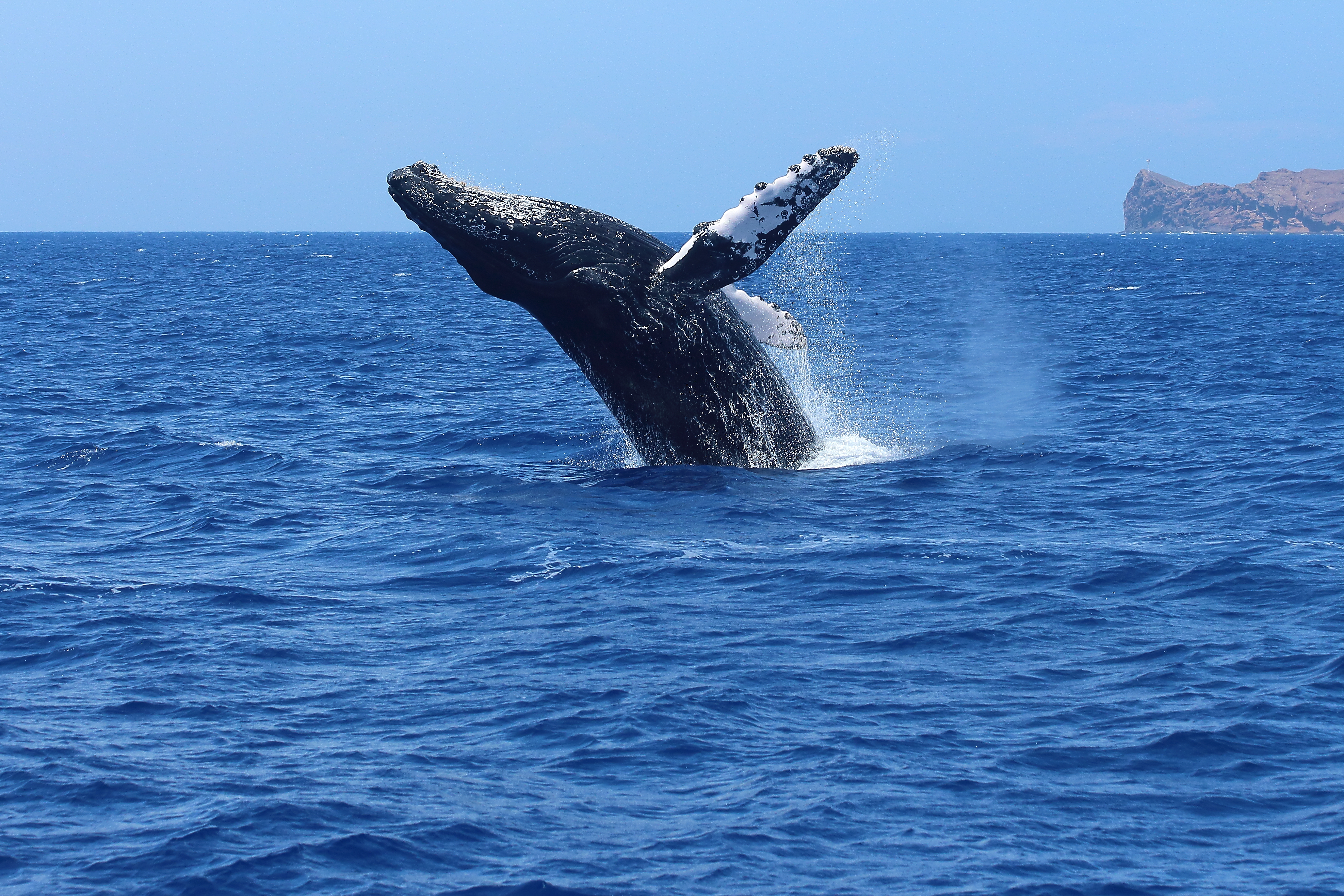 Best whale watching islands
