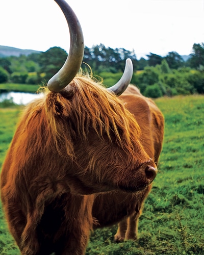 snapshot-scotland-cow.jpg
